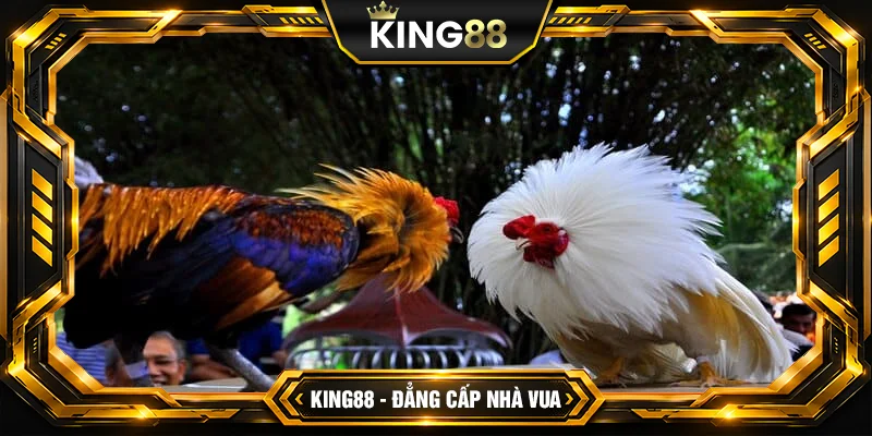 Cách Đá Gà SV128 King88