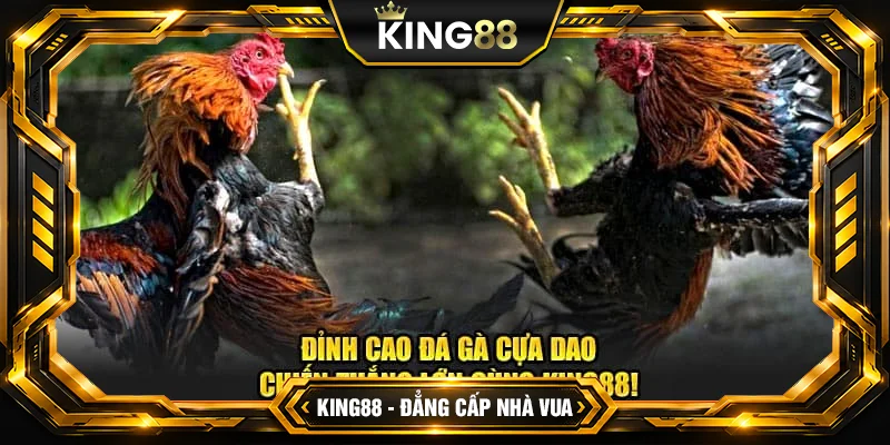 Mẹo chơi đá gà cựa dao hiệu quả tại King88 Mẹo chơi đá gà cựa dao hiệu quả tại King88