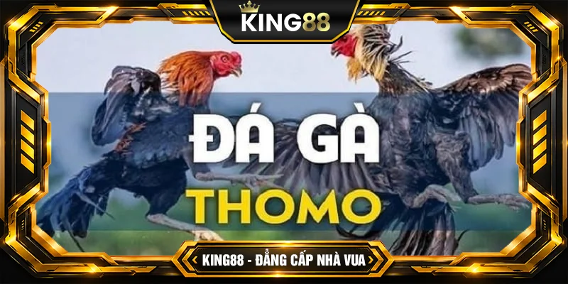 Đá Gà Thomo Là Gì Luật Chơi Đá Gà Chuẩn Tại KING88 - Sao chép