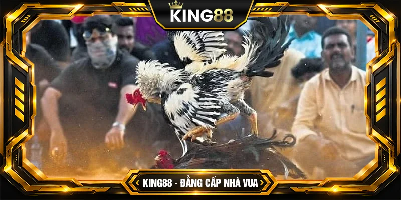 Đá Gà Thomo Là Gì Luật Chơi Đá Gà Chuẩn Tại KING88 - Sao chép