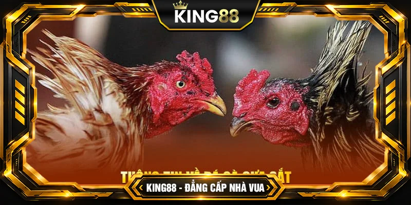 Đá Gà Cựa Sắt Đỉnh Cao - Bí Quyết Thắng Lớn Cho Cao Thủ