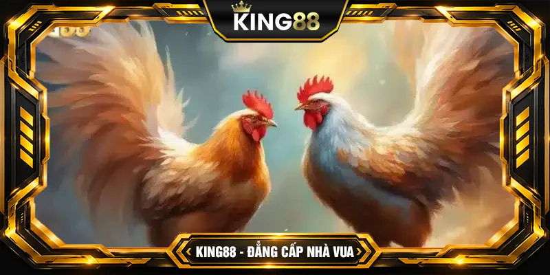 Tìm hiểu về sảnh đá gà King88 Tìm hiểu về sảnh đá gà King88